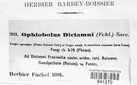 Ophiobolus dictamni image